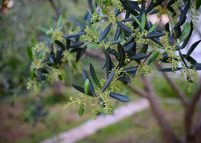 Barba Διαμέρισμα Rogoznica (Sibenik-Knin)